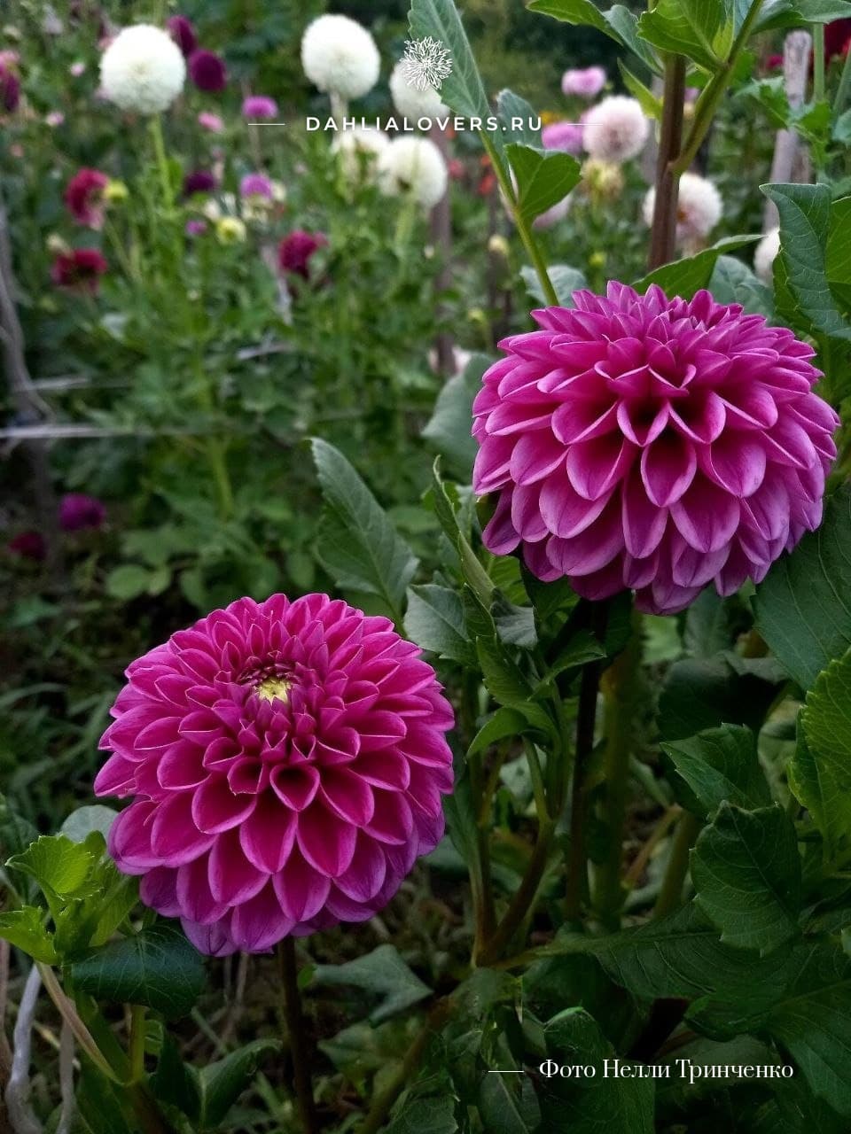Mary's Jomanda (Мэрис Джоманда)