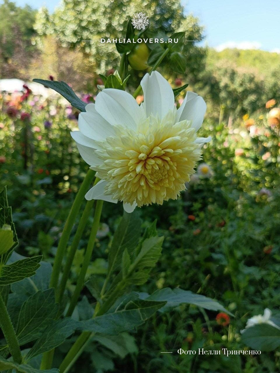 Platinum Blonde (Платинум Блонд)